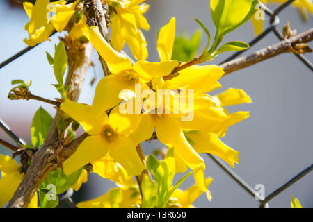 Nahaufnahme der Forsythia an einem sonnigen Tag, gelbe Blumen auf einem Zaun, schönen Frühling, Frühling Blumen Stockfoto