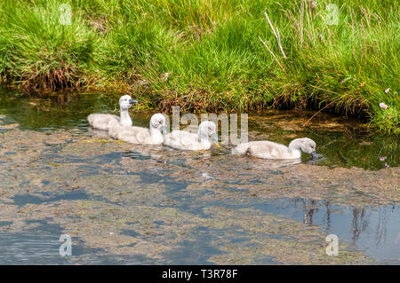 Cygnets, vier Höckerschwan Cygnus olor, auf Loch Bì, South Uist, Äußere Hebriden Stockfoto