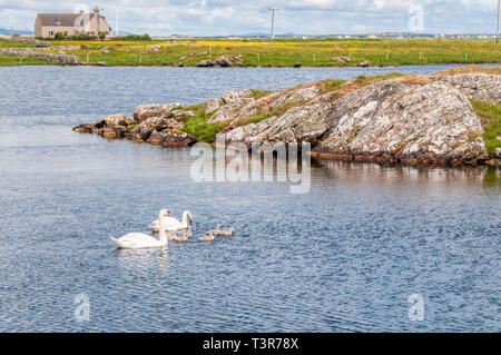 Ein paar Höckerschwäne, Cygnus olor, mit sechs Cygnets auf Loch Bi in South Uist. Stockfoto