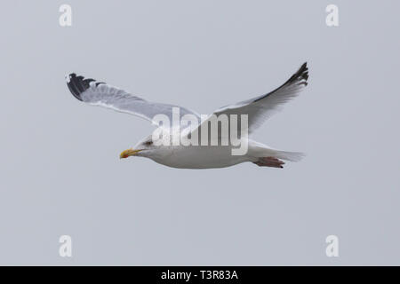 Ausführliches Porträt natürliche Möwe im Flug isoliert, weißen Himmel, Flügeln, Stockfoto