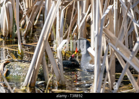 Nach sumpfhuhn (Gallinula chloropus), um eine junge entlein unter Marschland Schilf tendenziell Stockfoto