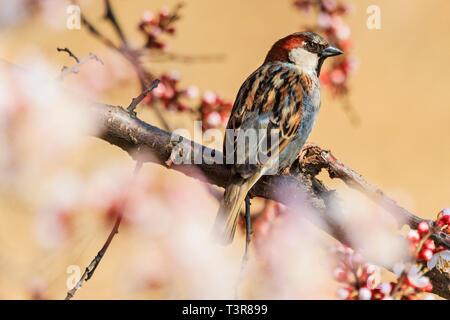 Schönen Vogel sitzt auf einem Ast unter den blühenden Aprikose Stockfoto