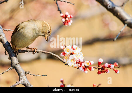 Spatz sitzt auf einem schönen Zweig unter den blühenden Aprikose und Blumen Stockfoto