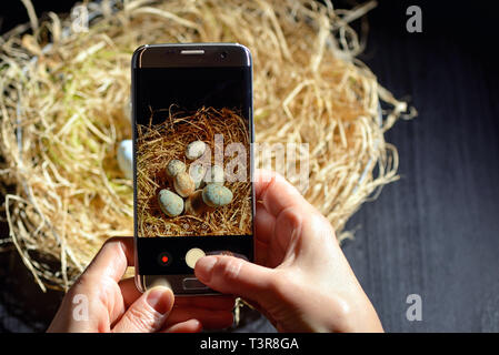 Hände halten Telefon und Foto von Ostereier im Nest Stockfoto