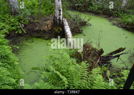 Sumpfige nasser Sommer Birke Wald und grünen Teich Wasser mit Wasserlinsen Stockfoto