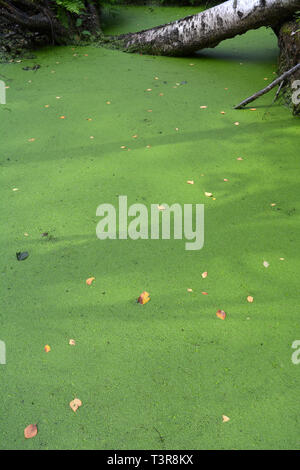 Sumpfige nass Birke Wald und grünen Teich Wasser mit Wasserlinsen Stockfoto