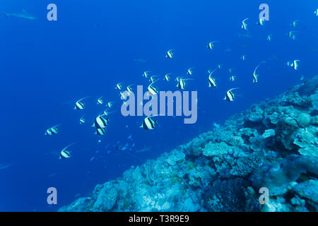 Schule der Maurischen Götzen wirbeln über die Coral Reef Kante Stockfoto