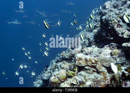 Maurische Götzen Swirl in einer Schule über die Coral Reef Kante Stockfoto