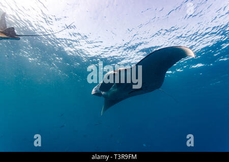 Große Flügelspannweite von Mantarochen, Mobula alfredi, schwimmend in der Nähe der Oberfläche Stockfoto
