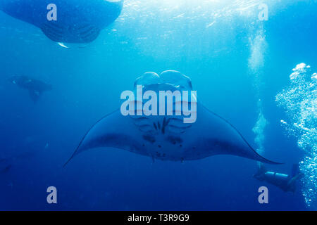 2 Mantas schwimmen über Reef in der Nähe von Diver Stockfoto