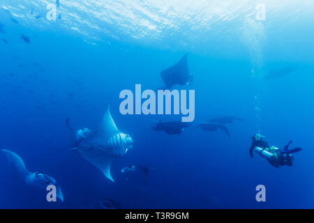 Taucher beobachten die Schule von einem Dutzend riesigen Manatarochen, Mobula alfredi, die in blauem Wasser schwimmen. Stockfoto