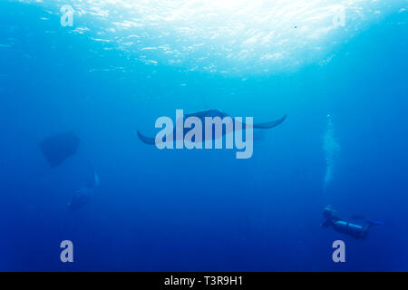 2 Mantas schwimmen über Reef in der Nähe von Diver Stockfoto