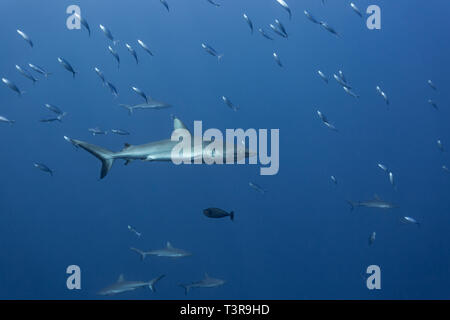 Nahaufnahme der Silvertip Shark, Carcharhinus albimarginatus mit anderen um Schule für barracuda Fische einkreisen Stockfoto