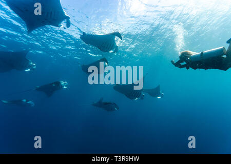 Ein Taucher fotografiert ein Schwadron von Mantarochen, Mobula alfredi, das nahe der Oberfläche im blauen Wasser schwimmt Stockfoto