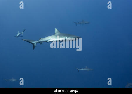 Nahaufnahme der Silvertip Shark, Carcharhinus albimarginatus mit anderen Kreisen Stockfoto