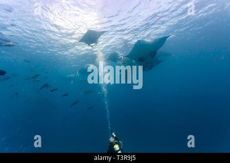 Der Taucher fotografiert eine Schule von riesigen Mantarochen, Mobula alfredi, die in der Nähe der Oberfläche schwimmen Stockfoto