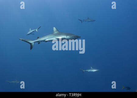 Nahaufnahme der Silvertip Shark, Carcharhinus albimarginatus Stockfoto