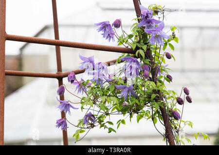 Clematis macropetala 'Lagune' Blume auf einem Garten Obelisk. Clematis alpina Blue Lagoon Stockfoto