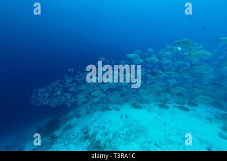 Türkisblaues Wasser oben Korallenriff voller Schule für große Fische. Stockfoto