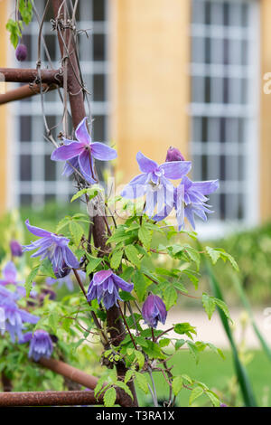 Clematis macropetala 'Lagune' Blume auf einem Garten Obelisk. Clematis alpina Blue Lagoon Stockfoto