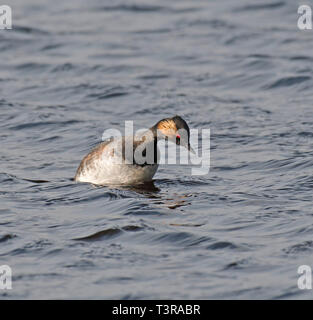 Schwarz, Necked Grebe, Podiceps, nigrcollis Stockfoto
