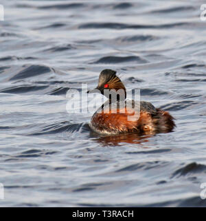 Schwarz, Necked Grebe, Podiceps, nigrcollis Stockfoto
