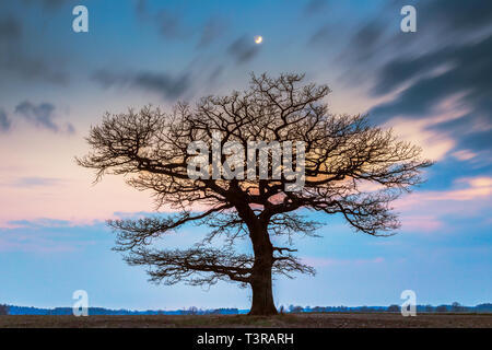 Alte Eiche Baum im Abendlicht, Litauen Europa Stockfoto