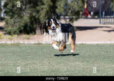 Australian Shepherd laufen durch den Park Stockfoto