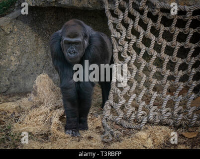 Westlicher Flachlandgorilla Zoo Calgary Alberta Kanada Stockfoto