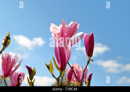 Magnolia 'Susan' Blumen vor blauem Himmel Hintergrund Stockfoto