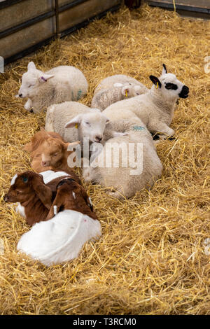 Junge Lämmer und Zicklein im Cotswold Farm Park, Kineton, Gloucestershire, Großbritannien Stockfoto