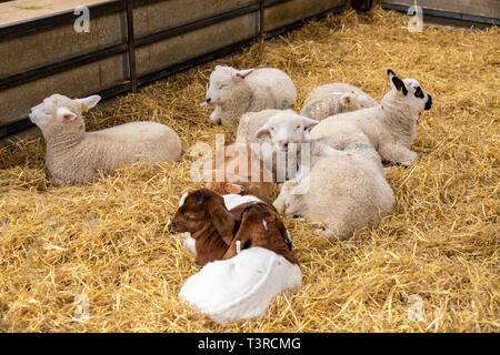 Junge Lämmer und Zicklein im Cotswold Farm Park, Kineton, Gloucestershire, Großbritannien Stockfoto