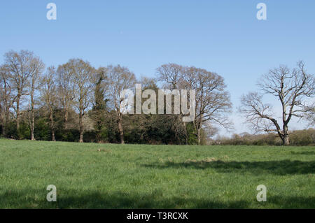 Sussex Frühjahr Spaziergang Uckfield und lokale Bereiche Stockfoto