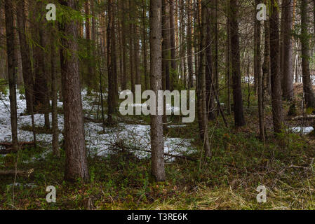 Landschaft. Frühlingswald in der Phase der aktiven Schneeschmelze mit tauwetter Patches und dichten Nebel. Stockfoto