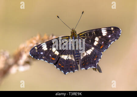 Karte Schmetterling (Araschnia levana) Sommer generation Insekt auf Gras auf hellen Hintergrund Stockfoto