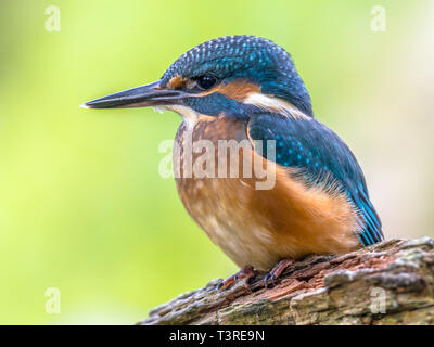 Eurasischen Eisvogel (Alcedo atthis). Dieser Vogel ist eine weit verbreitete kleiner Eisvogel mit Vertrieb in Europa, Asien und Nordafrika. Es ist Stockfoto