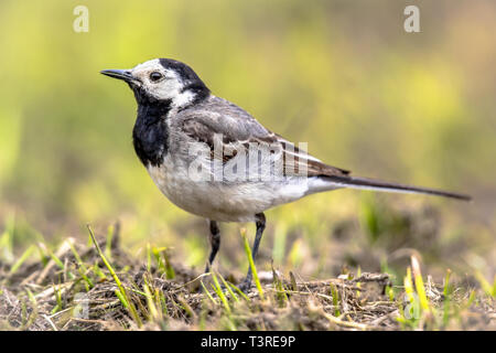 Bachstelze (Motacilla alba) Vogel gehen auf Ackerland in der belgischen Landschaft. Stockfoto