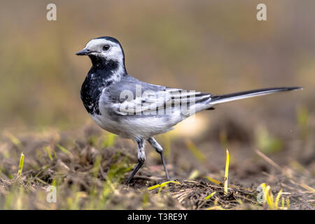 Bachstelze (Motacilla alba) Vogel gehen auf Ackerland in der belgischen Landschaft. Stockfoto