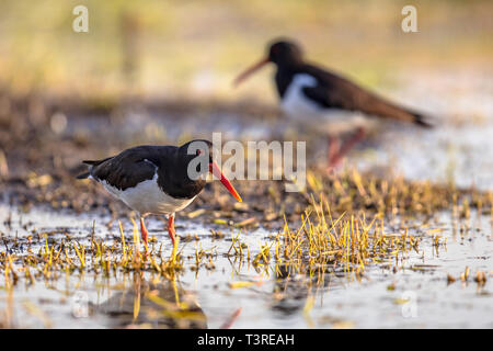 Pied Austernfischer (Haematopus ostralegus) Paar Waten im Fluss auf der Suche nach Essen. Stockfoto