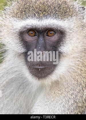 Meerkatze (Chlorocebus pygerythrus) Tier Portrait an Kamera schaut Süß im Krüger Nationalpark, Südafrika Stockfoto