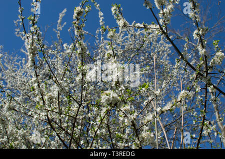 Sussex Frühjahr Spaziergang Uckfield und lokale Bereiche Stockfoto