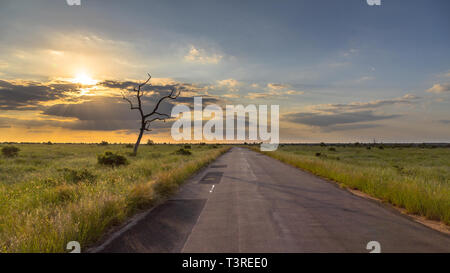 Bitumen Straße durch Savanne bei Sonnenuntergang im Krüger Nationalpark, Südafrika Stockfoto