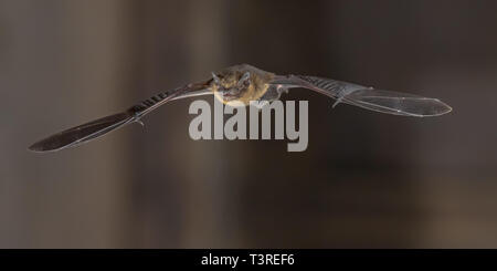 Pipistrelle bat (Pipistrellus pipistrellus) fliegen am Dachboden der Kirche in der Dunkelheit Stockfoto