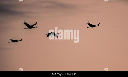 Vier Migration eurasischen Kraniche (Grus Grus) fliegen in rosa Himmel bei Sonnenuntergang in der Nähe von Diepholz, Niedersachsen Deutschland Stockfoto