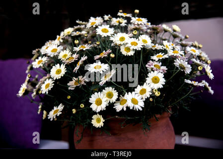 Elegante Gänseblümchen auf tontopf Stockfoto
