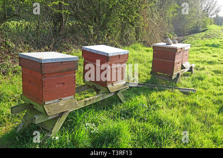 Drei gesunde Bienenstöcke in einem Feld, Frühling, Grappenhall, Warrington, Cheshire, North West England, Großbritannien Stockfoto