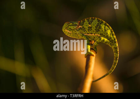 Eine Klappe-necked Chamäleon in Simbabwe gesehen. Stockfoto