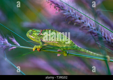 Eine Klappe necked Chamäleons Chamaeleo dilepis in Simbabwe gesehen. Stockfoto