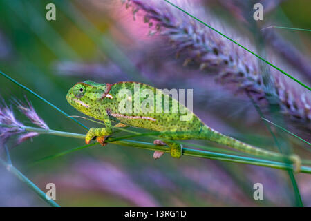 Eine Klappe necked Chamäleons Chamaeleo dilepis in Simbabwe gesehen. Stockfoto