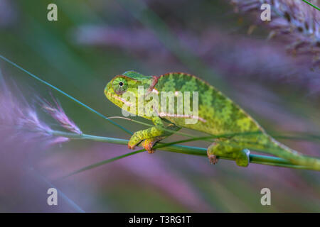 Eine Klappe necked Chamäleons Chamaeleo dilepis in Simbabwe gesehen. Stockfoto